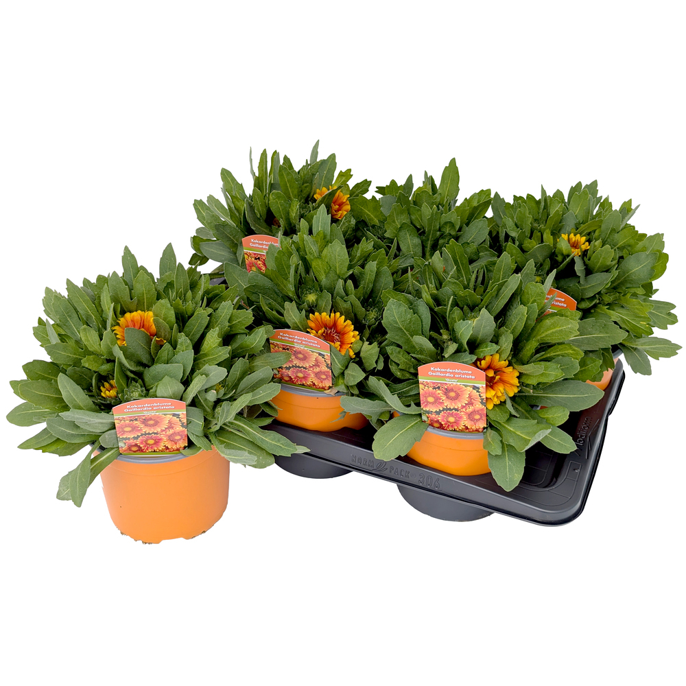 Gaillardia aristata gusto