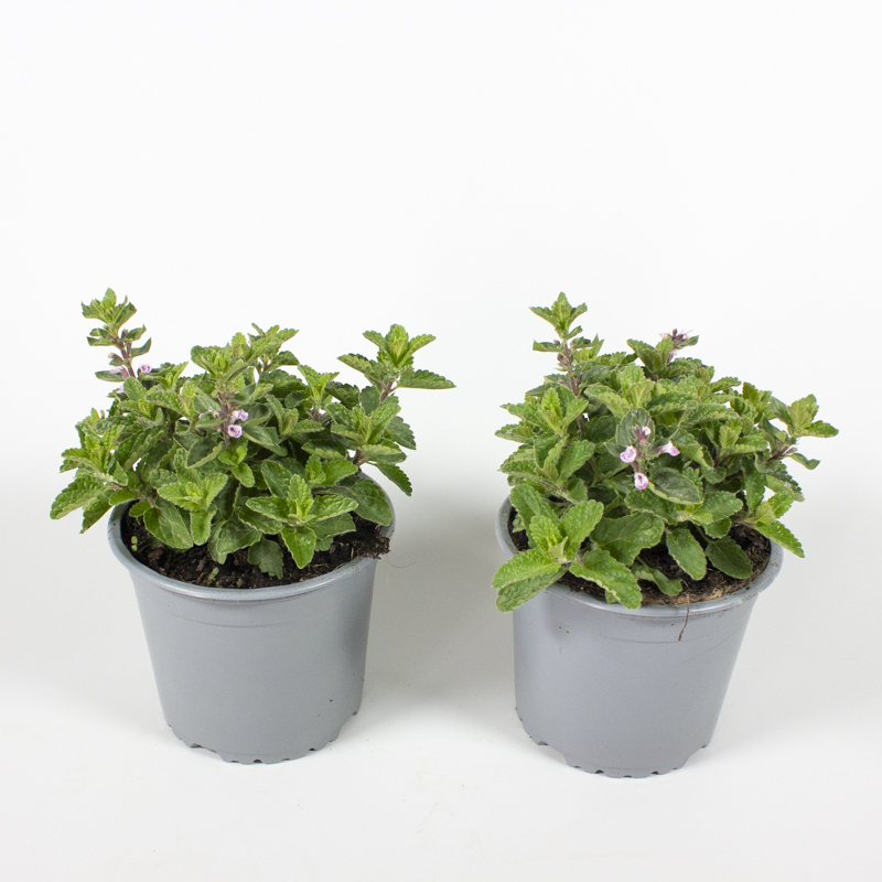 Nepeta faassenii
