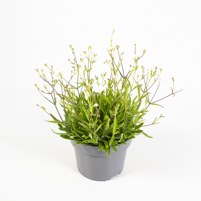Silene alpestris