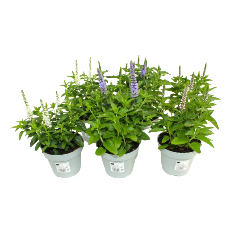 Veronica spicata