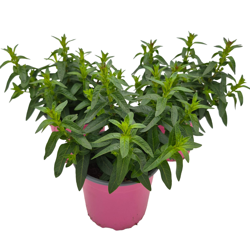 Lythrum greggii