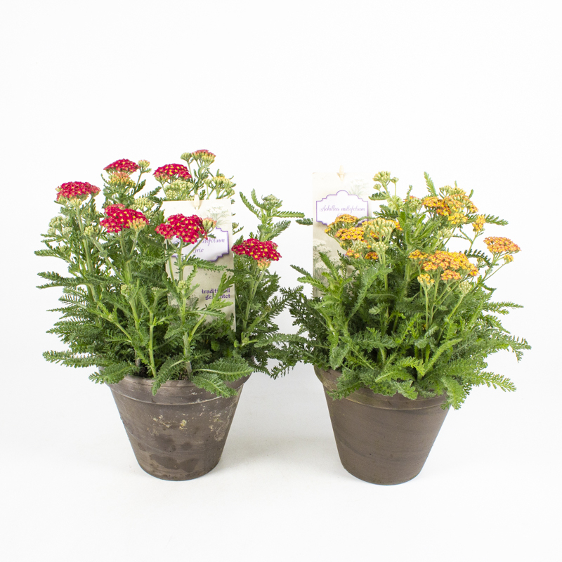 Achillea millefolium trio