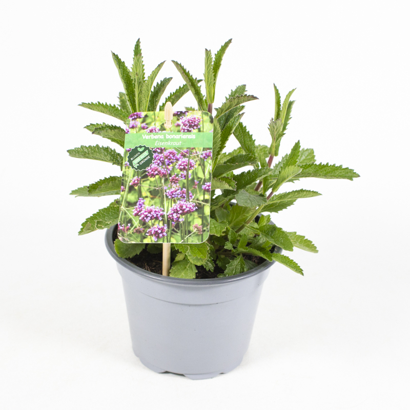Verbena bonariensis