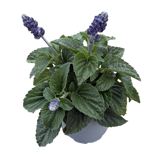 Salvia farinacea mysty blue