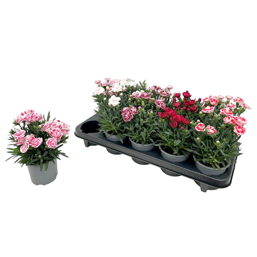 Dianthus caryophyllus