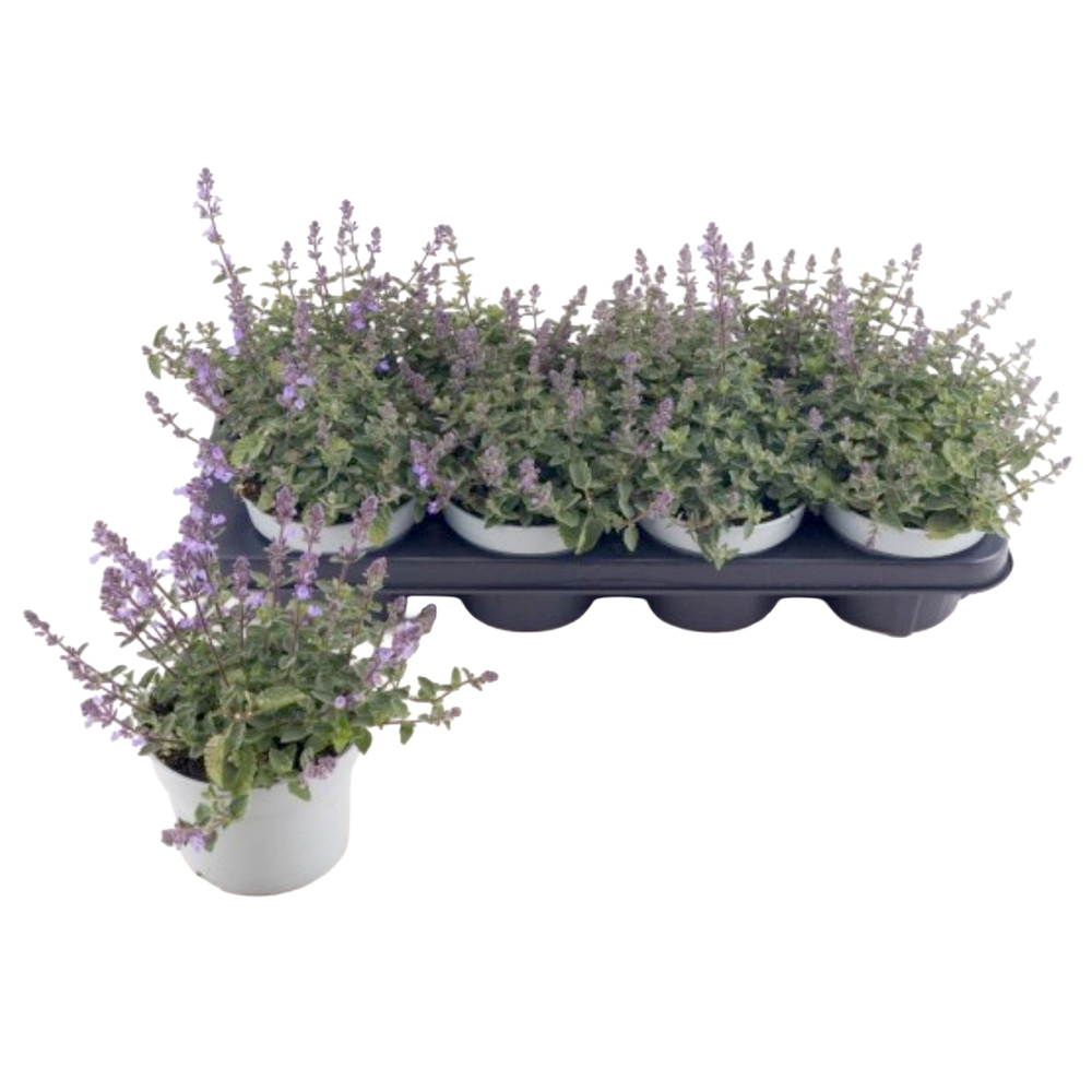 Nepeta faassenii purrsian blue