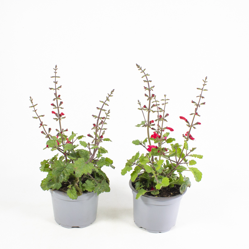 Salvia coccinea