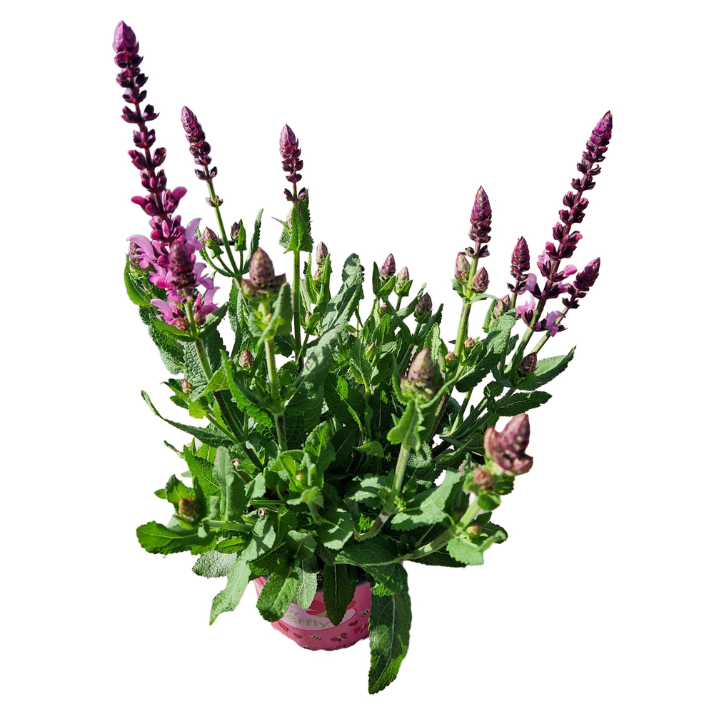 Salvia nemorosa