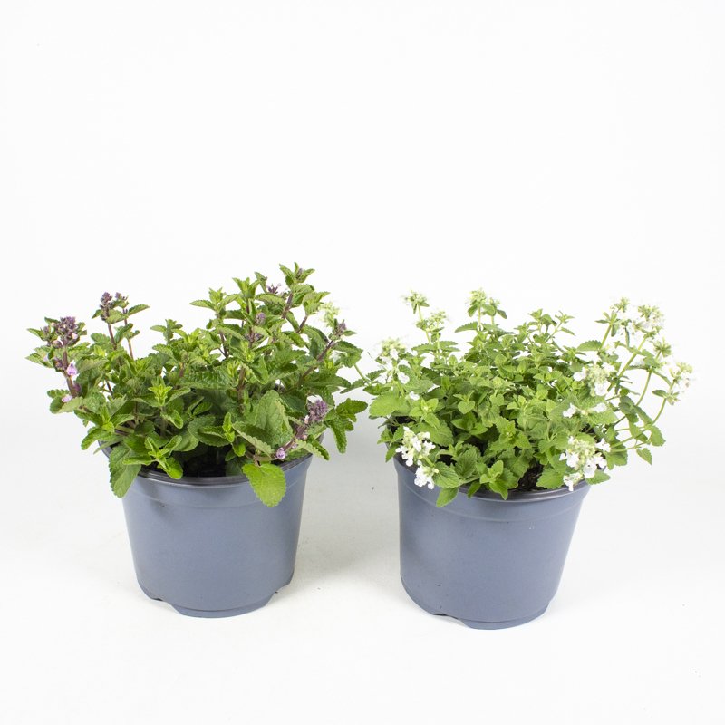 Nepeta faassenii