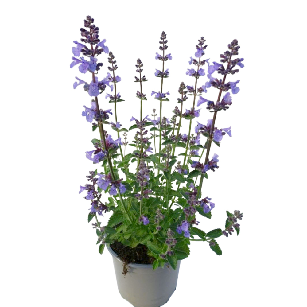 Nepeta