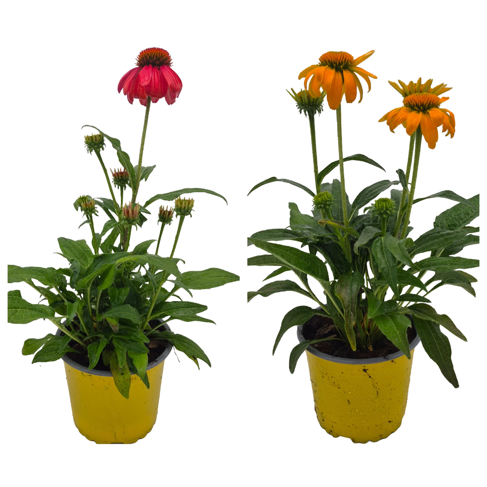 Echinacea purpurea guatemala