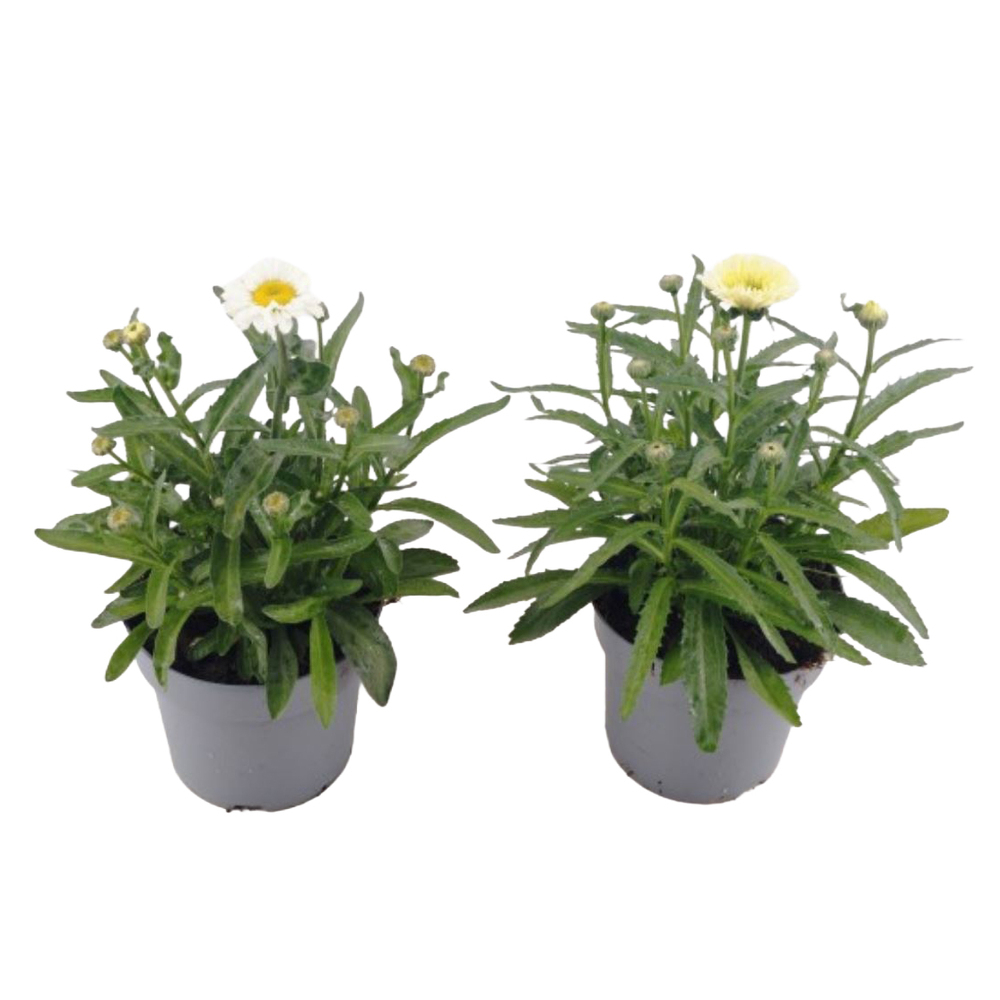 Leucanthemum maximum sweet daisy jane
