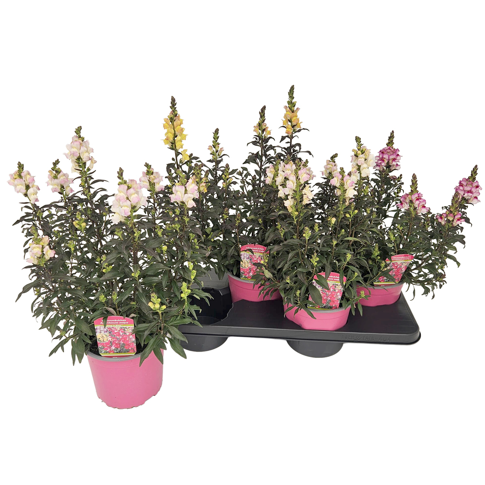 Antirrhinum majus