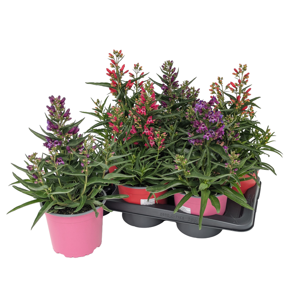 Penstemon hartwegii rock candy