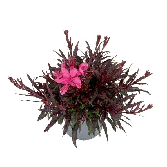 Gaura lindheimeri