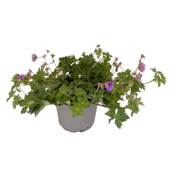 Geranium wallichianum rozanne