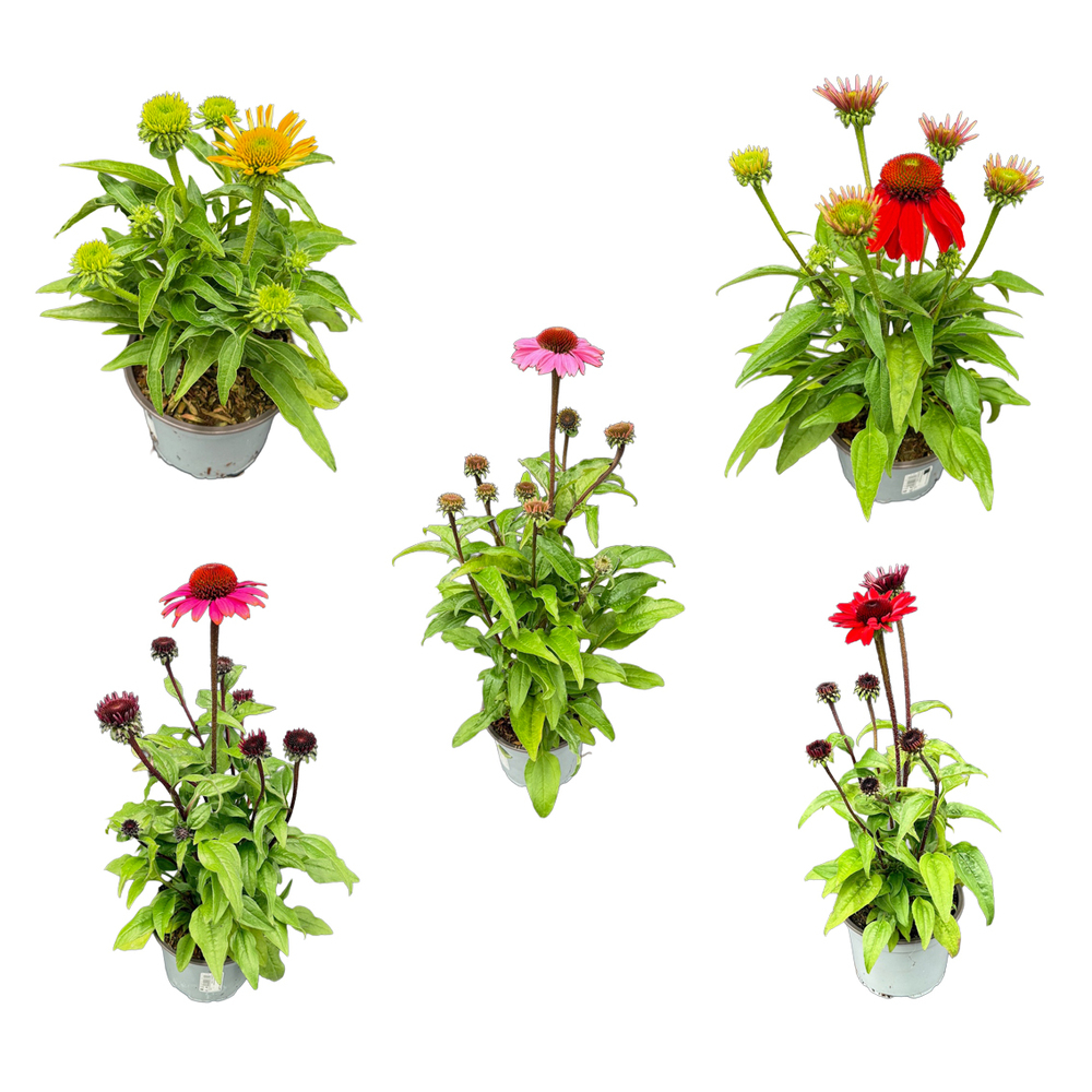 Echinacea purpurea