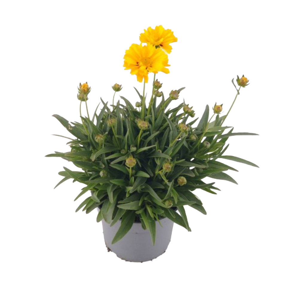 Coreopsis grandiflora andiamo yellow