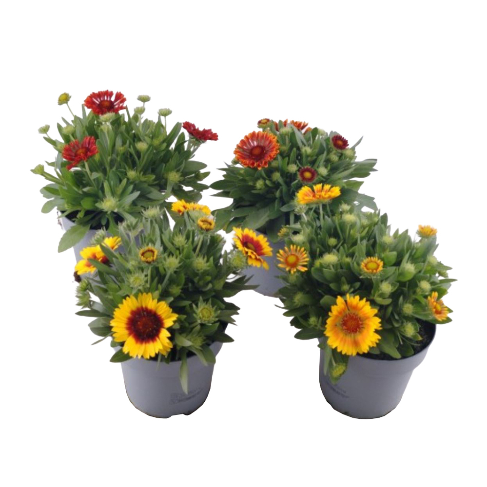Gaillardia aristata spintop