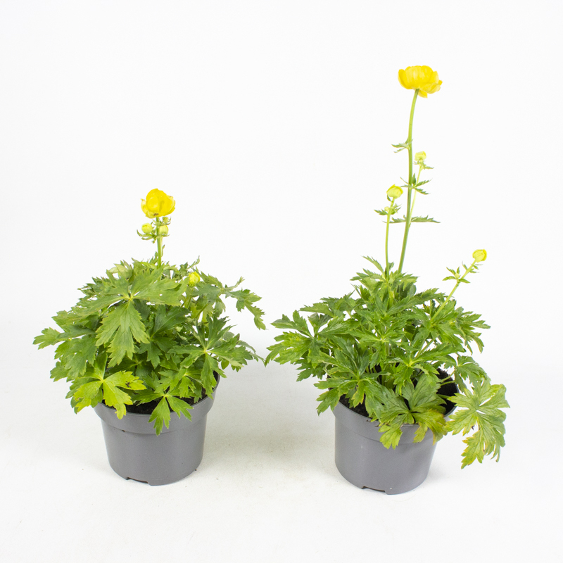 Trollius europaeus