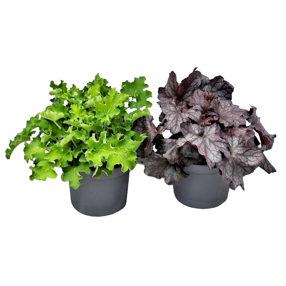 Heuchera