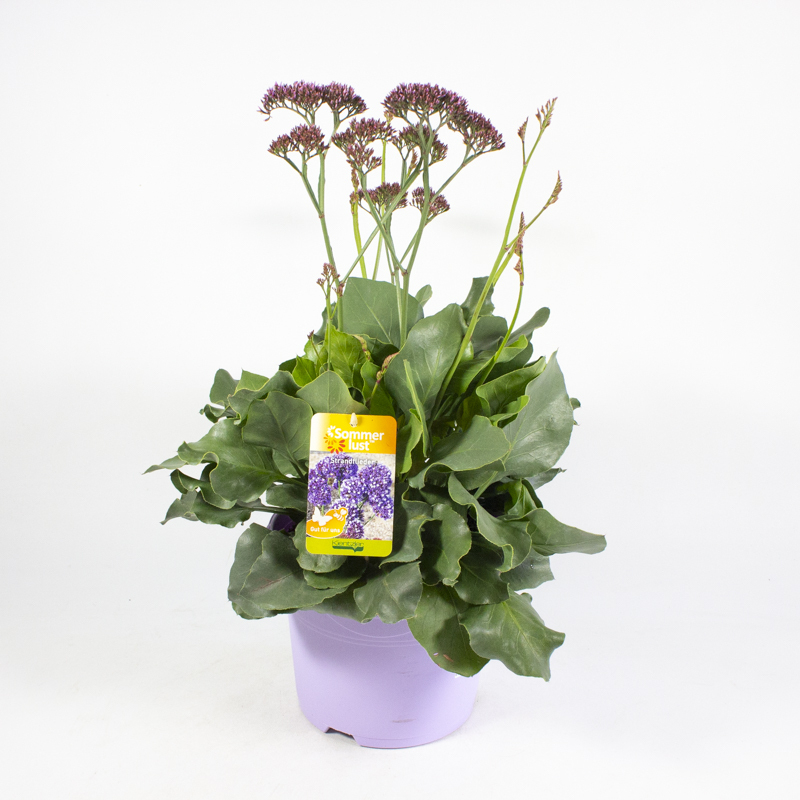 Limonium perezii purple parachute
