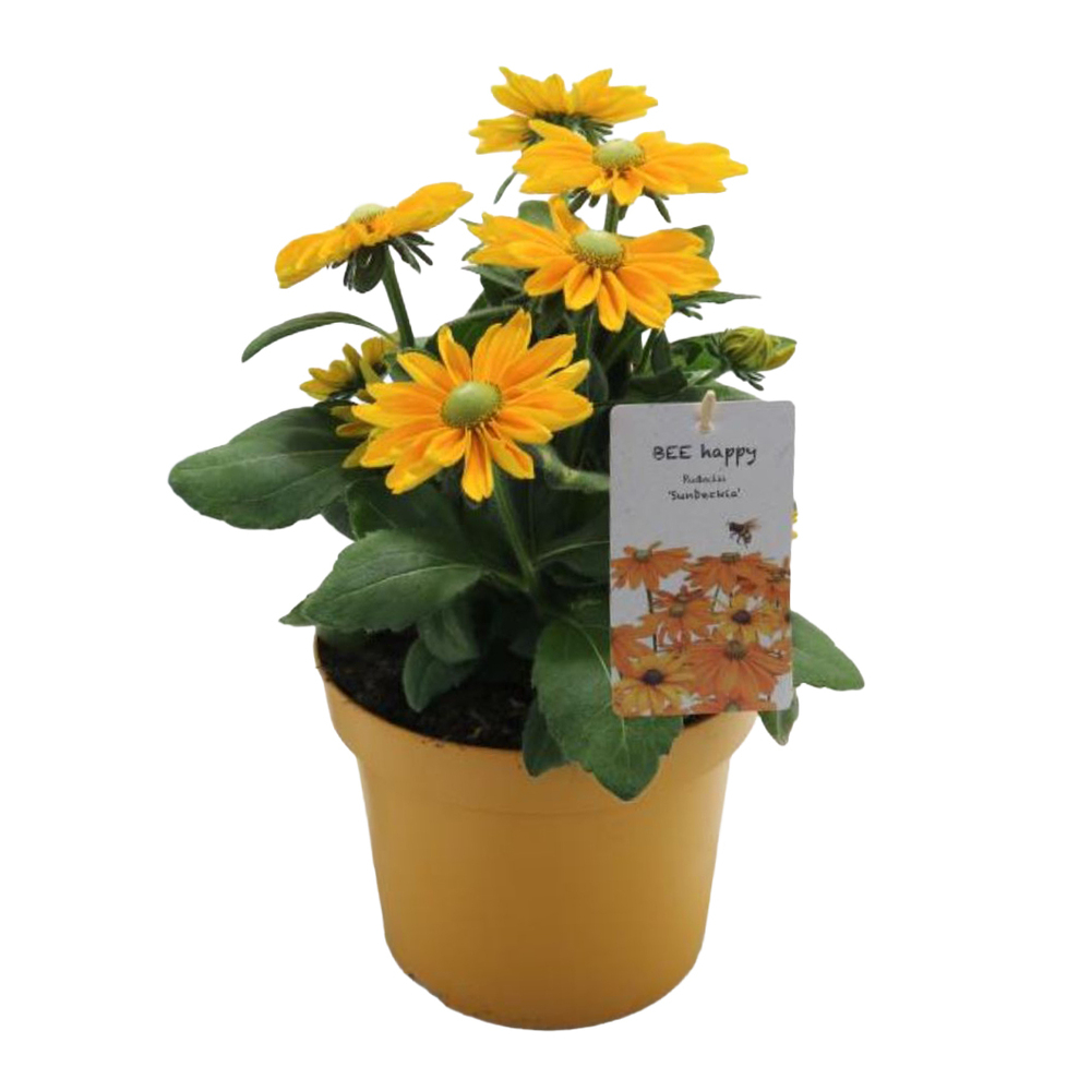 Rudbeckia hirta sunbeckia