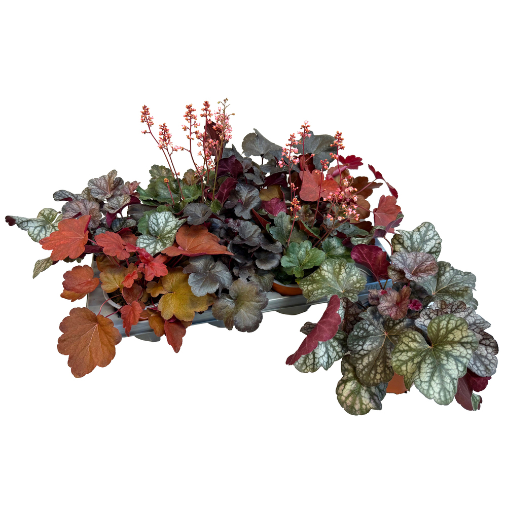 Heuchera