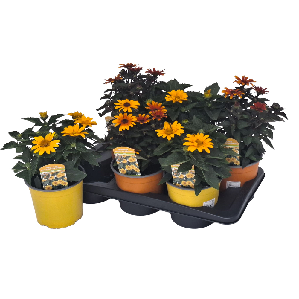 Heliopsis sole