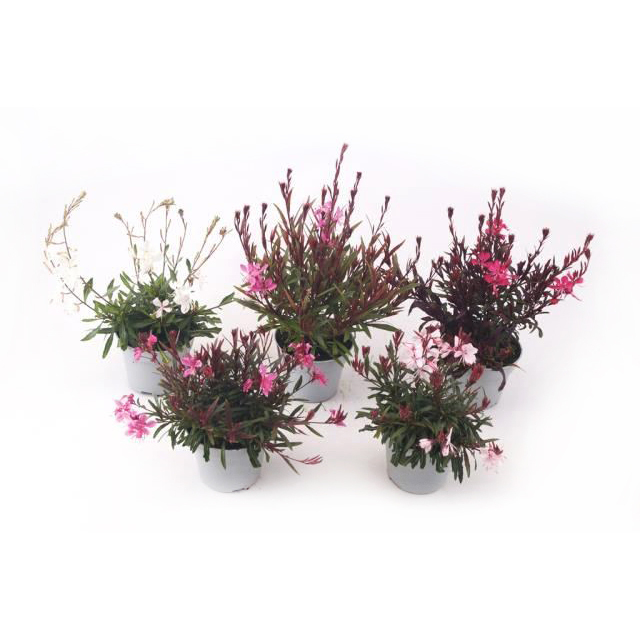 Gaura lindheimeri belleza