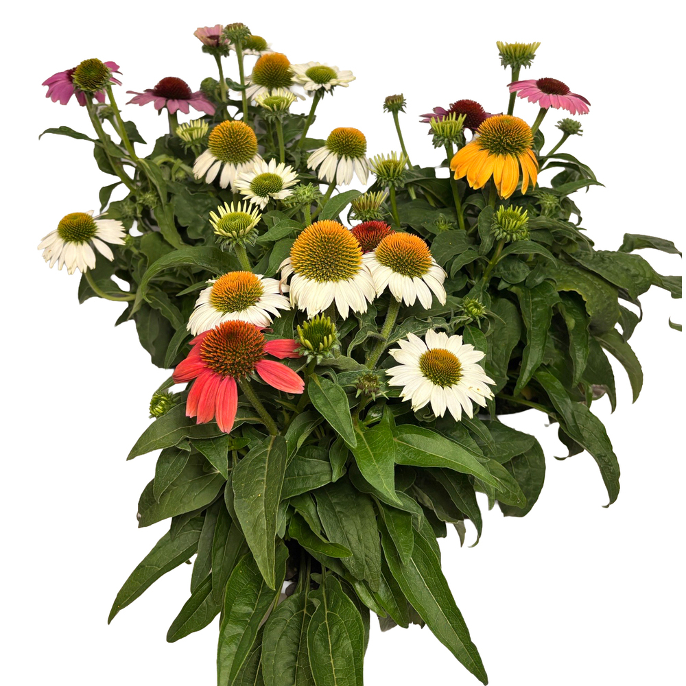 Echinacea purpurea prairie blaze