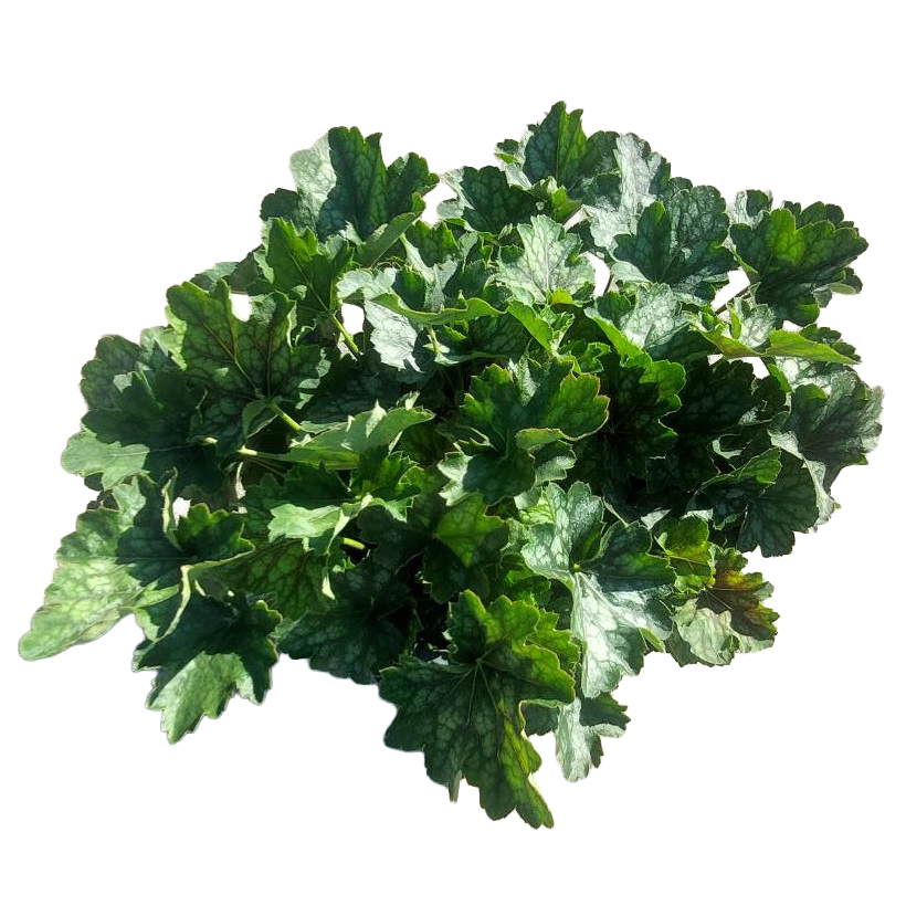 Heuchera americana