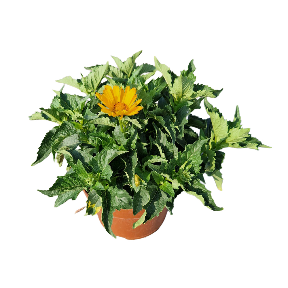 Heliopsis helianthoides oriole single yellow