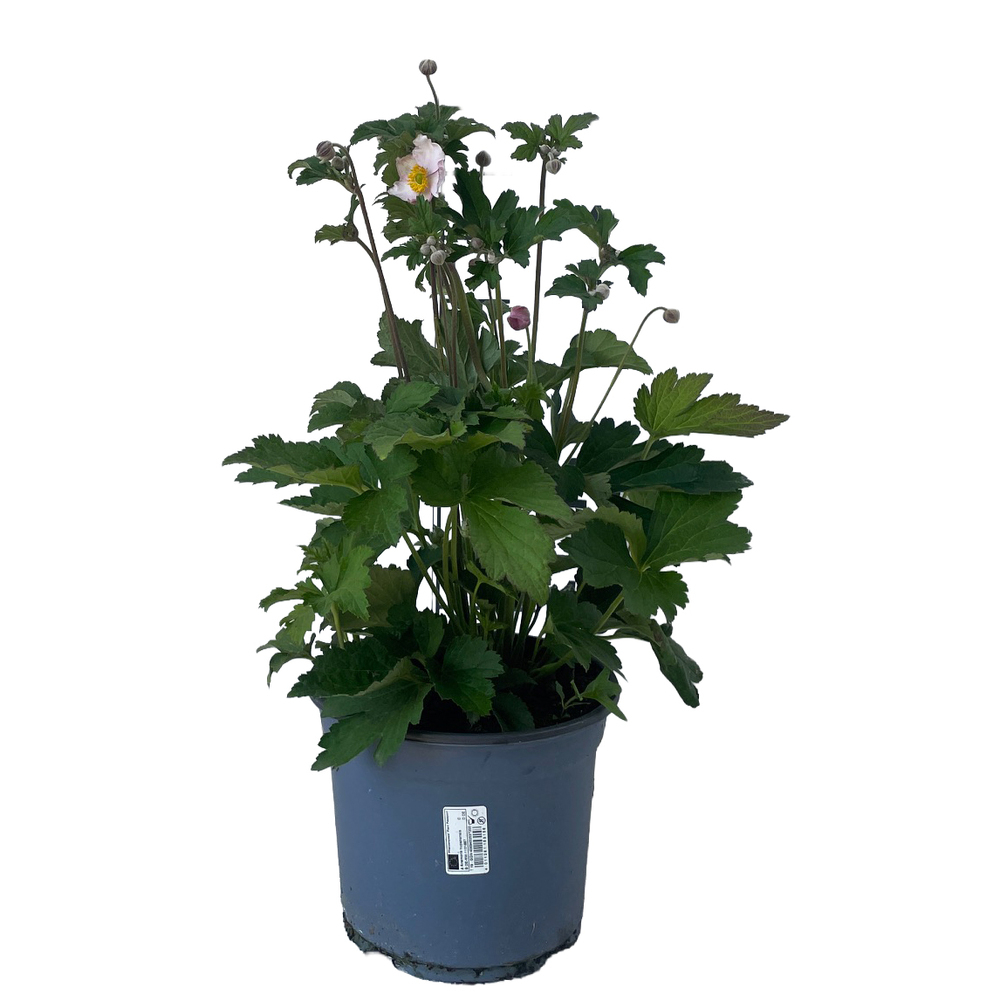 Anemone huphensis