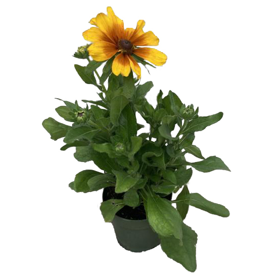 Rudbeckia