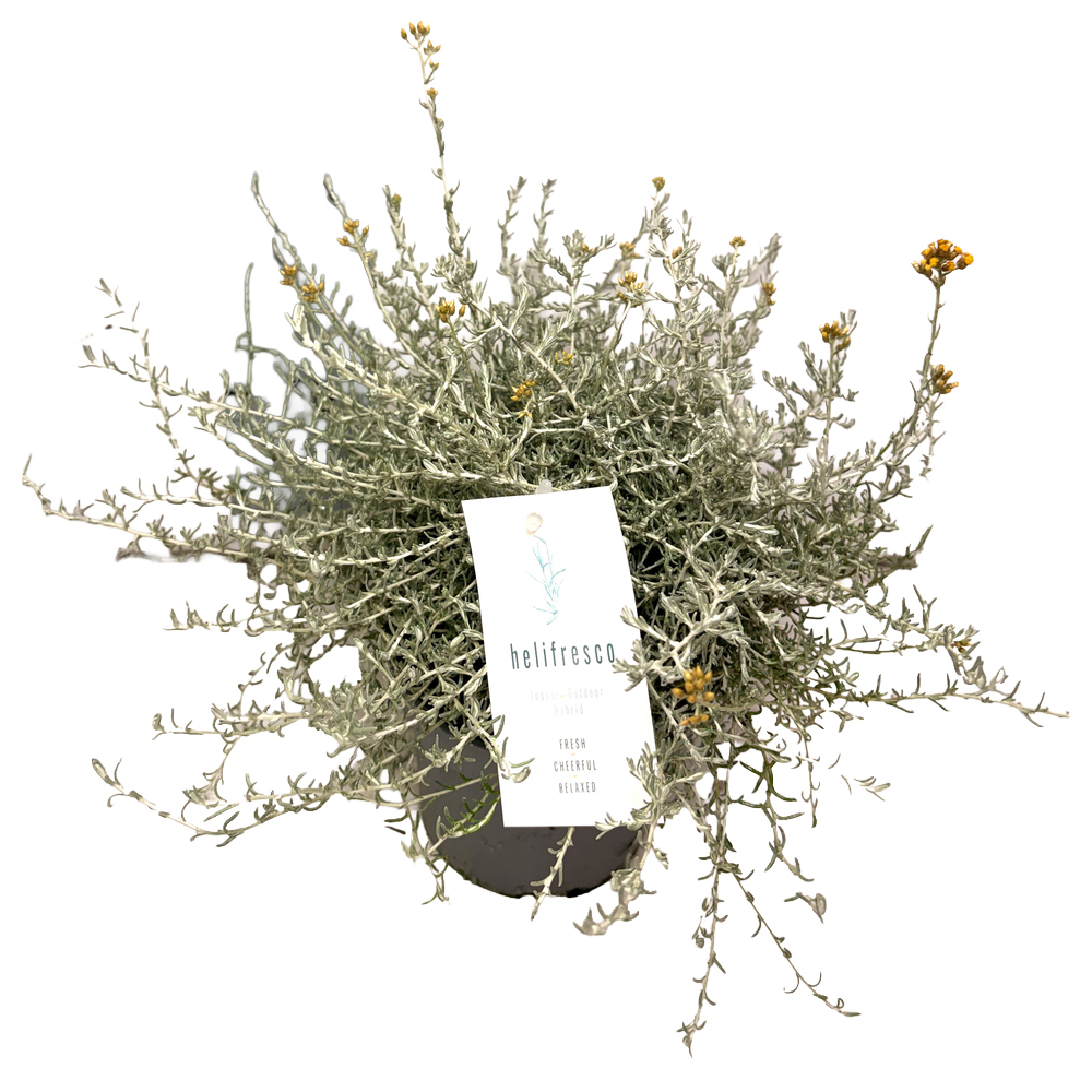 Helichrysum