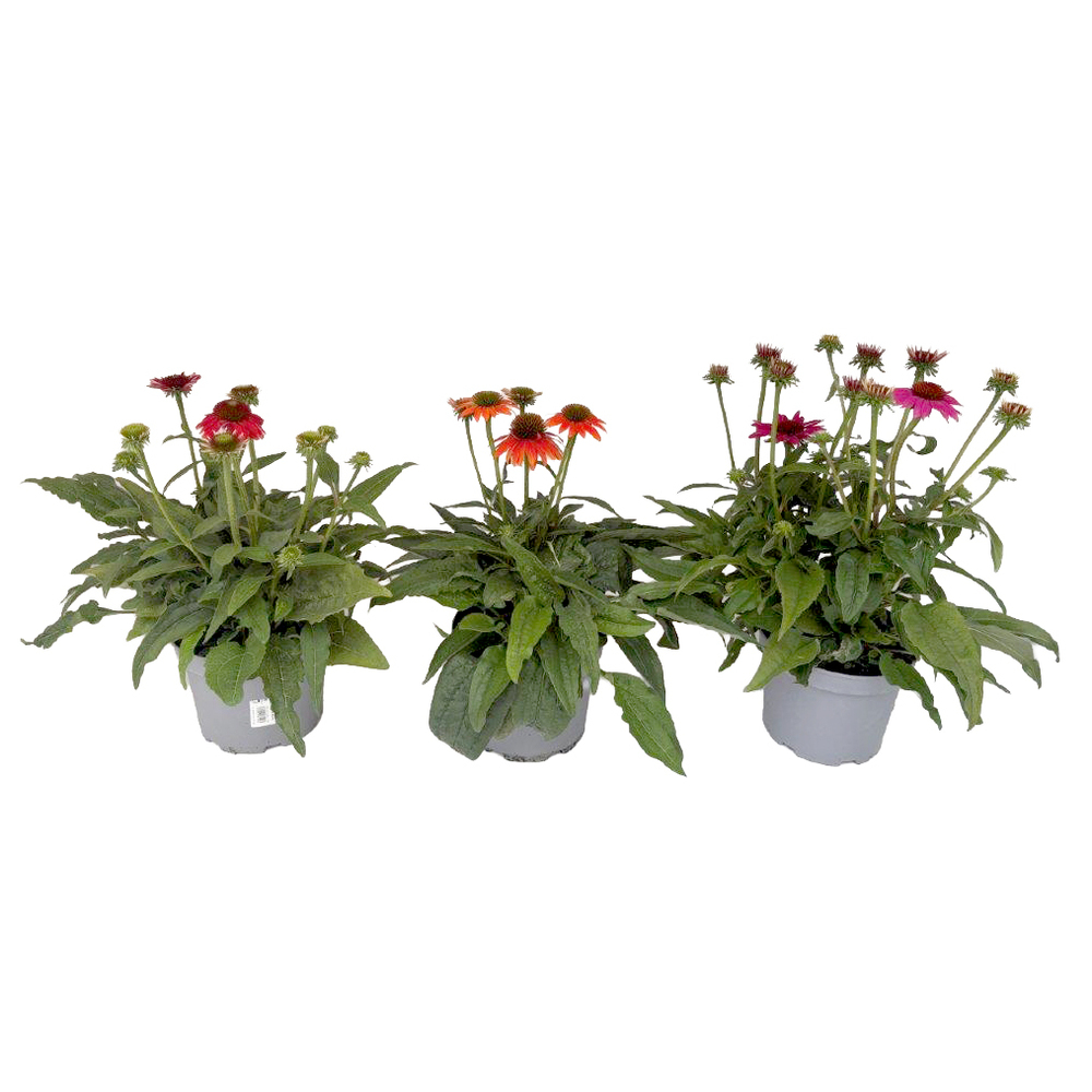 Echinacea purpurea