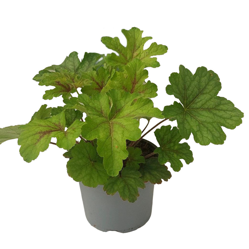 Heuchera alabama sunrise