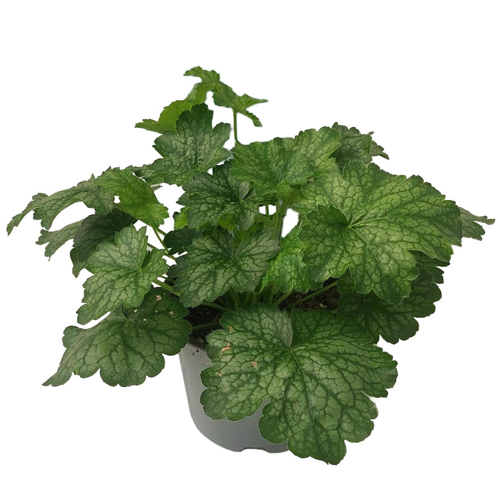Heuchera little cuties