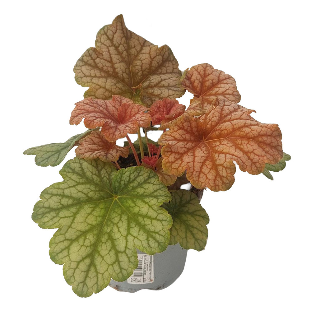 Heuchera changeling
