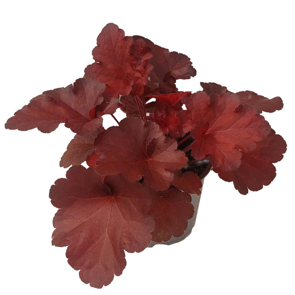 Heuchera forever red