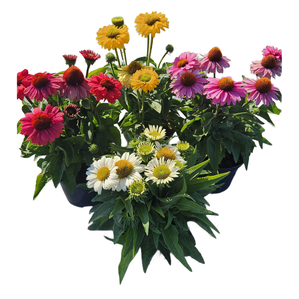 Echinacea purpurea