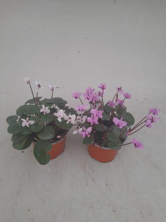 Cyclamen