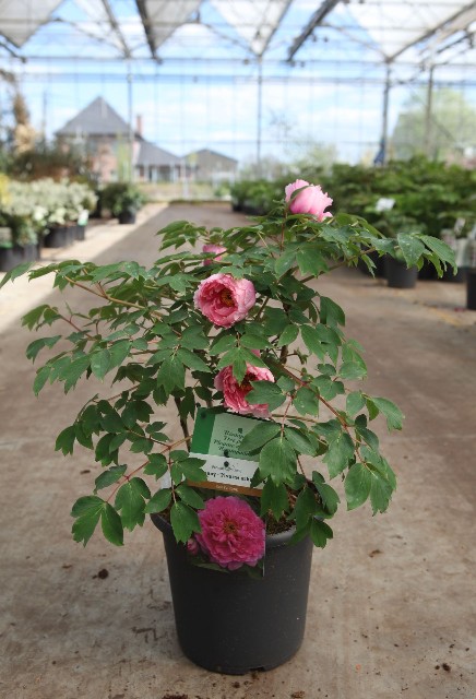 paeonia suffruticosa