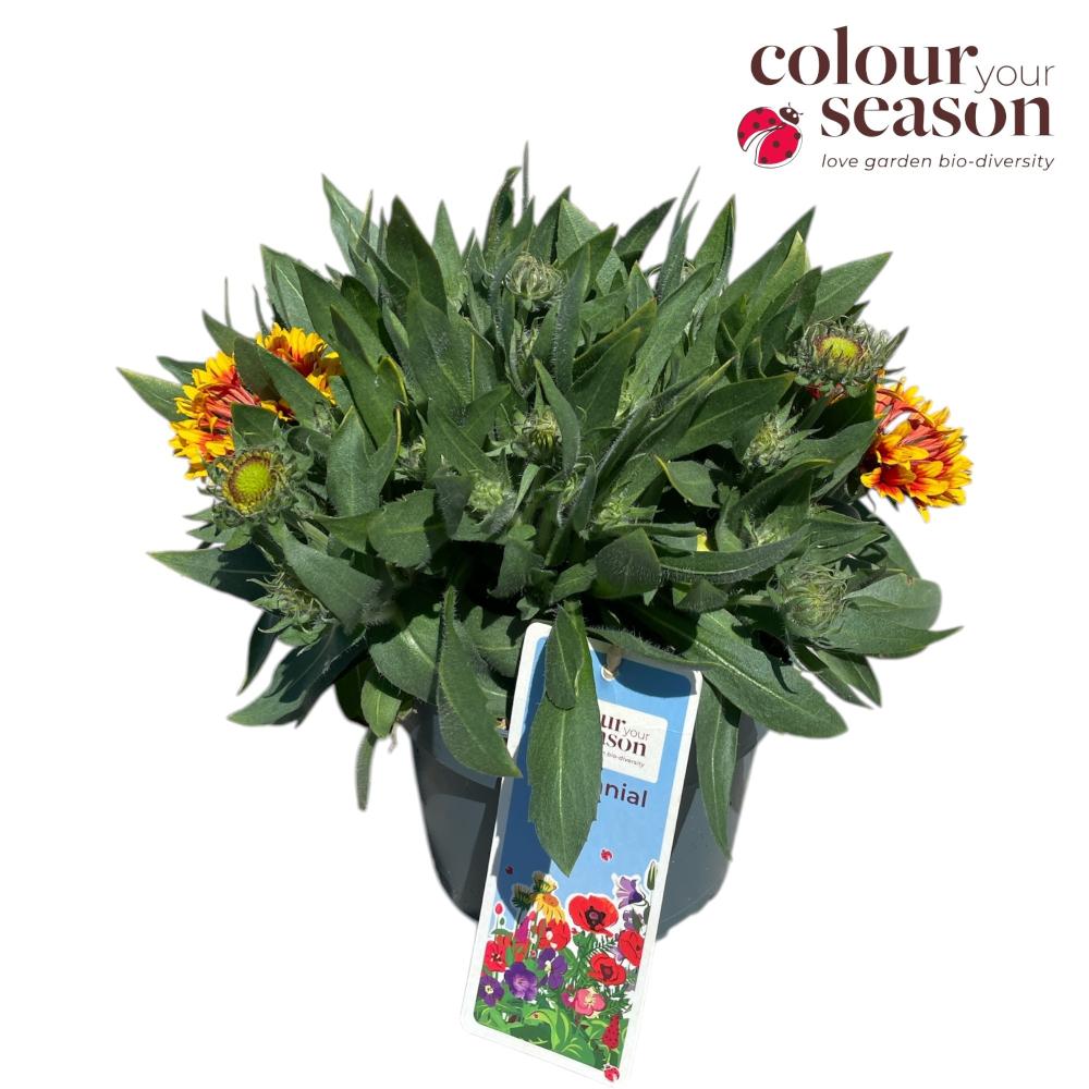 Gaillardia