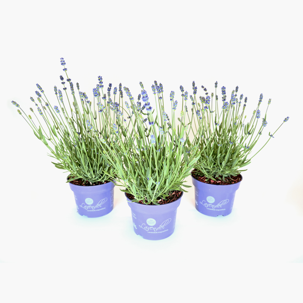 Lavandula angustifolia essence purple