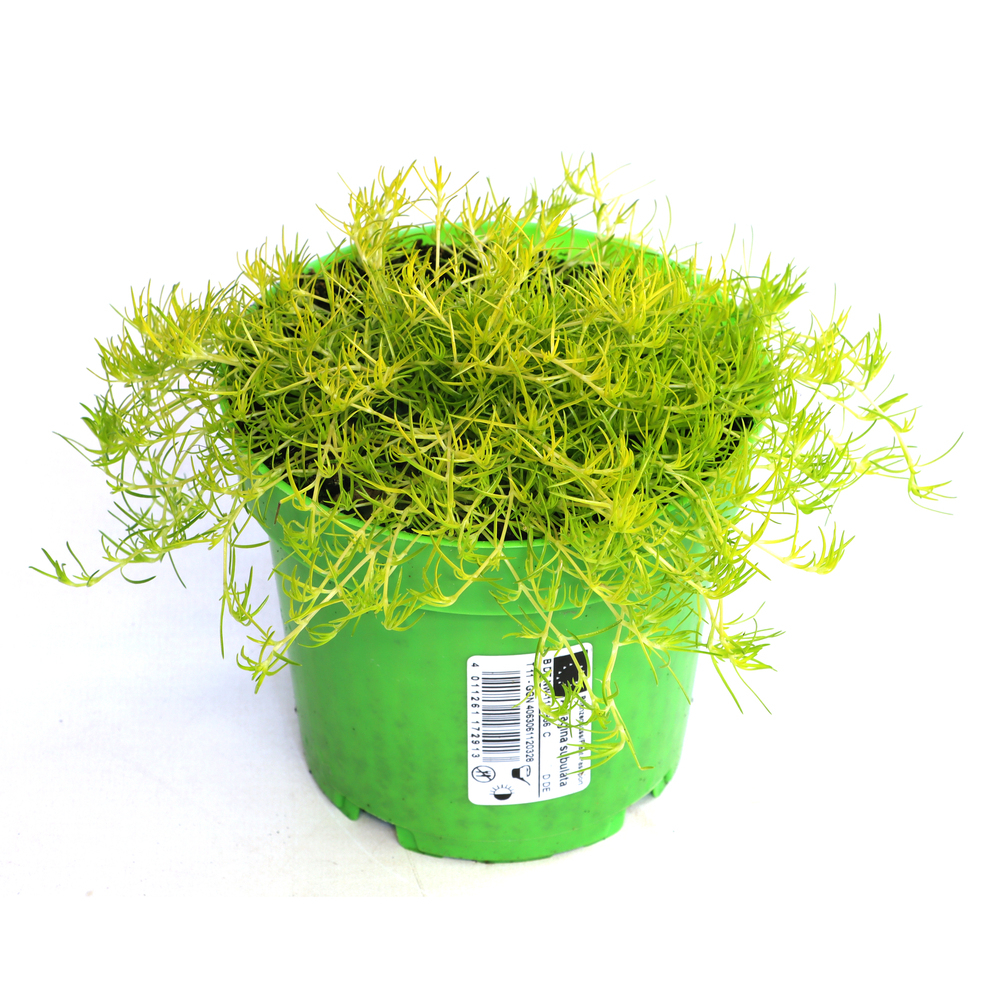 Sagina subulata aurea