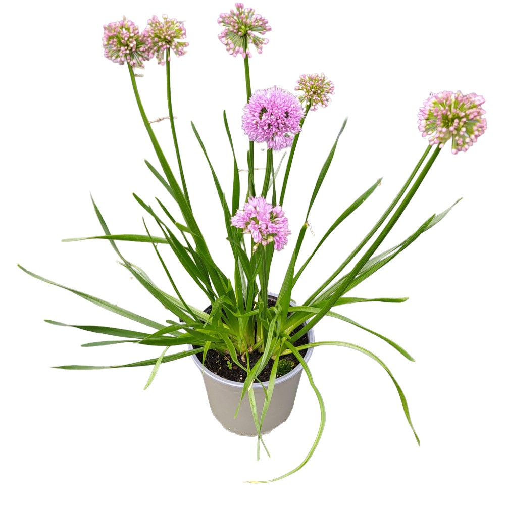 Allium senescens millenium
