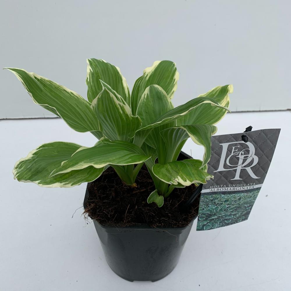 hosta