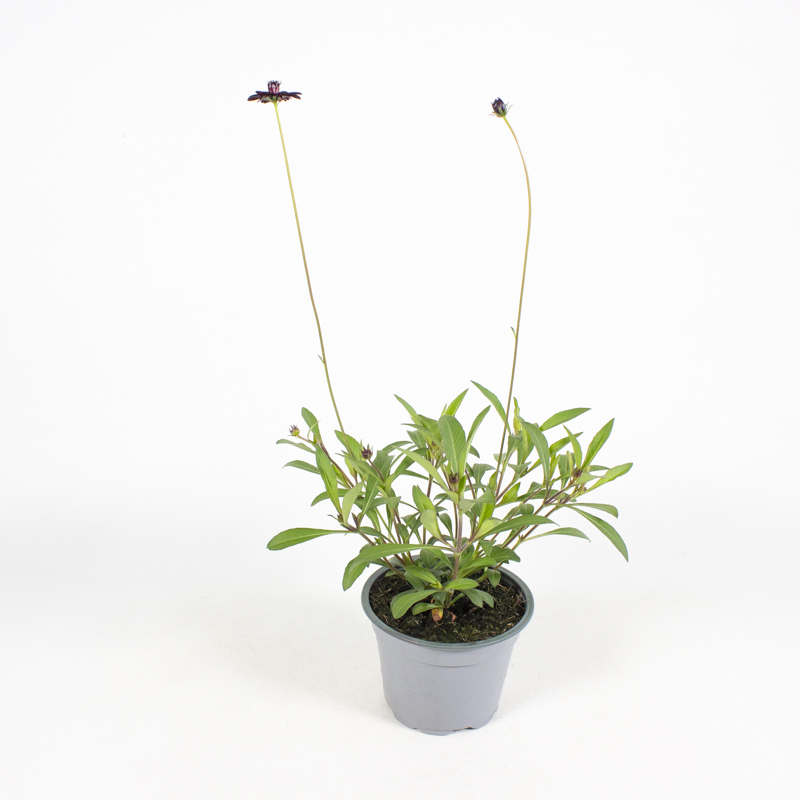 Cosmos atrosanguineus chocamocha